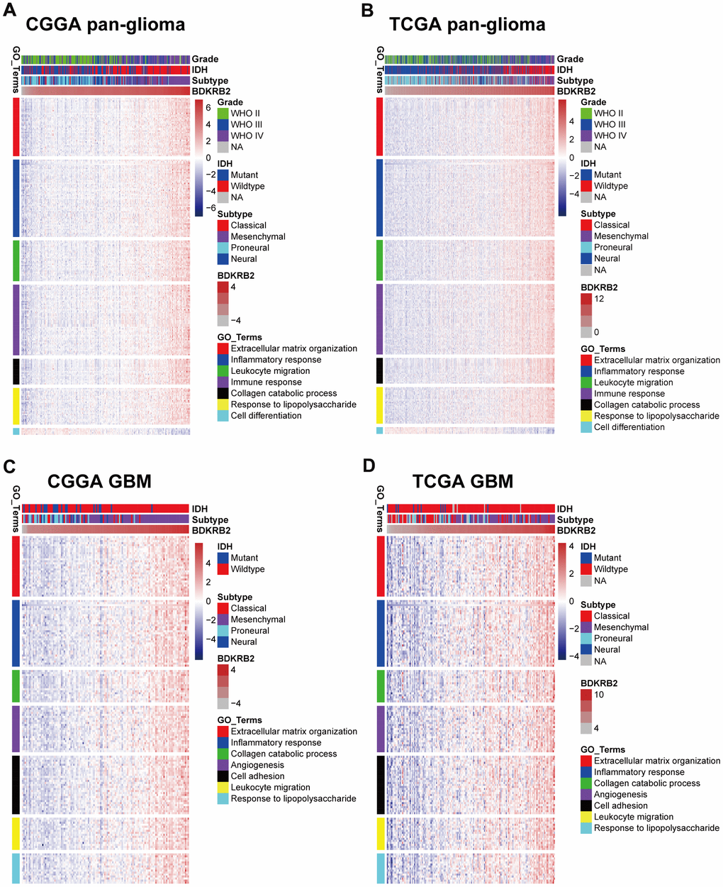 Gene Ontology analysis for BDKRB2 in pan-glioma (A, B) and glioblastoma (C, D).