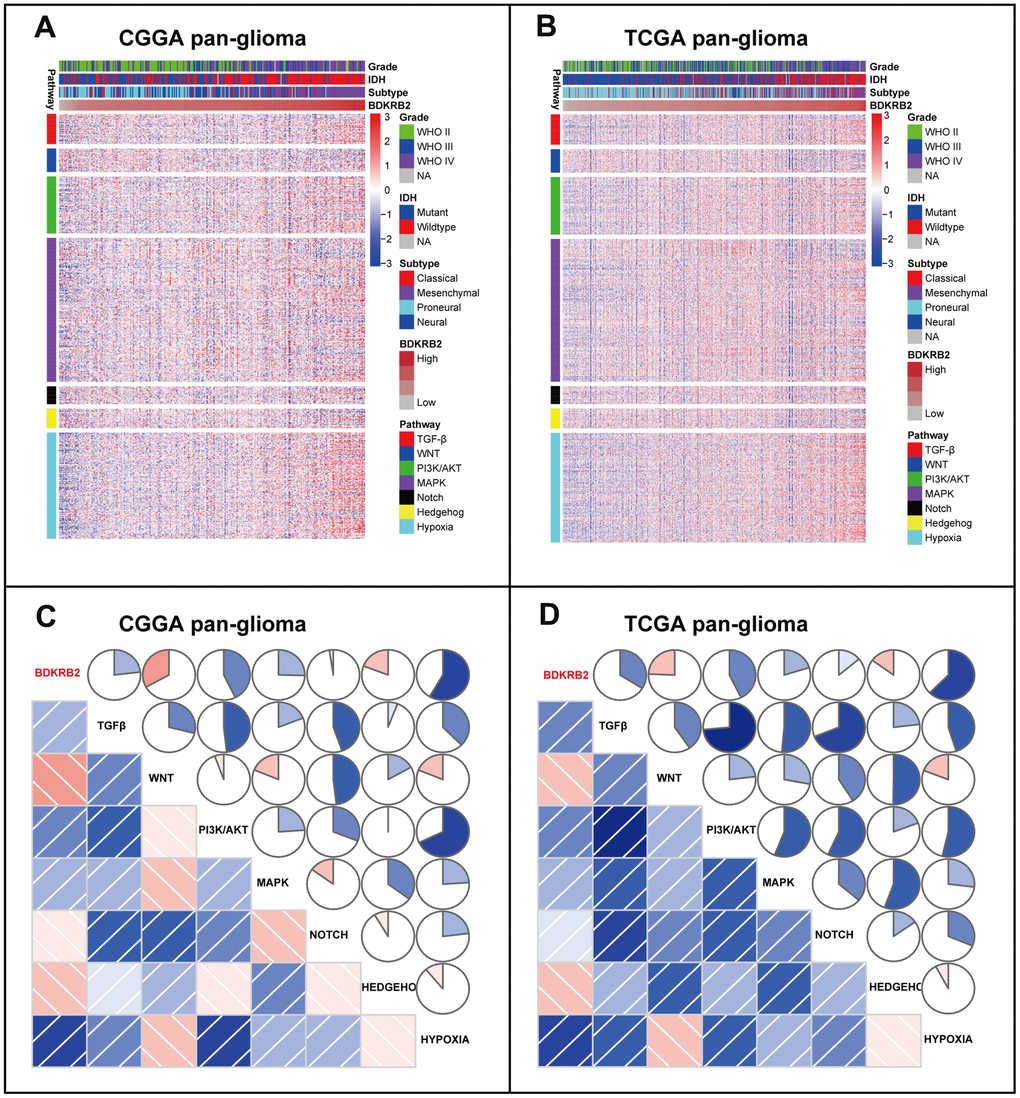 Cluster (A, B) and GSVA (C, D) of BDKRB2-related EMT signaling pathways in pan-glioma. In C and D, the blue and red colors represent positive and negative correlation, respectively. A darker color and a bigger sectorial area represent a higher correlation coefficient.