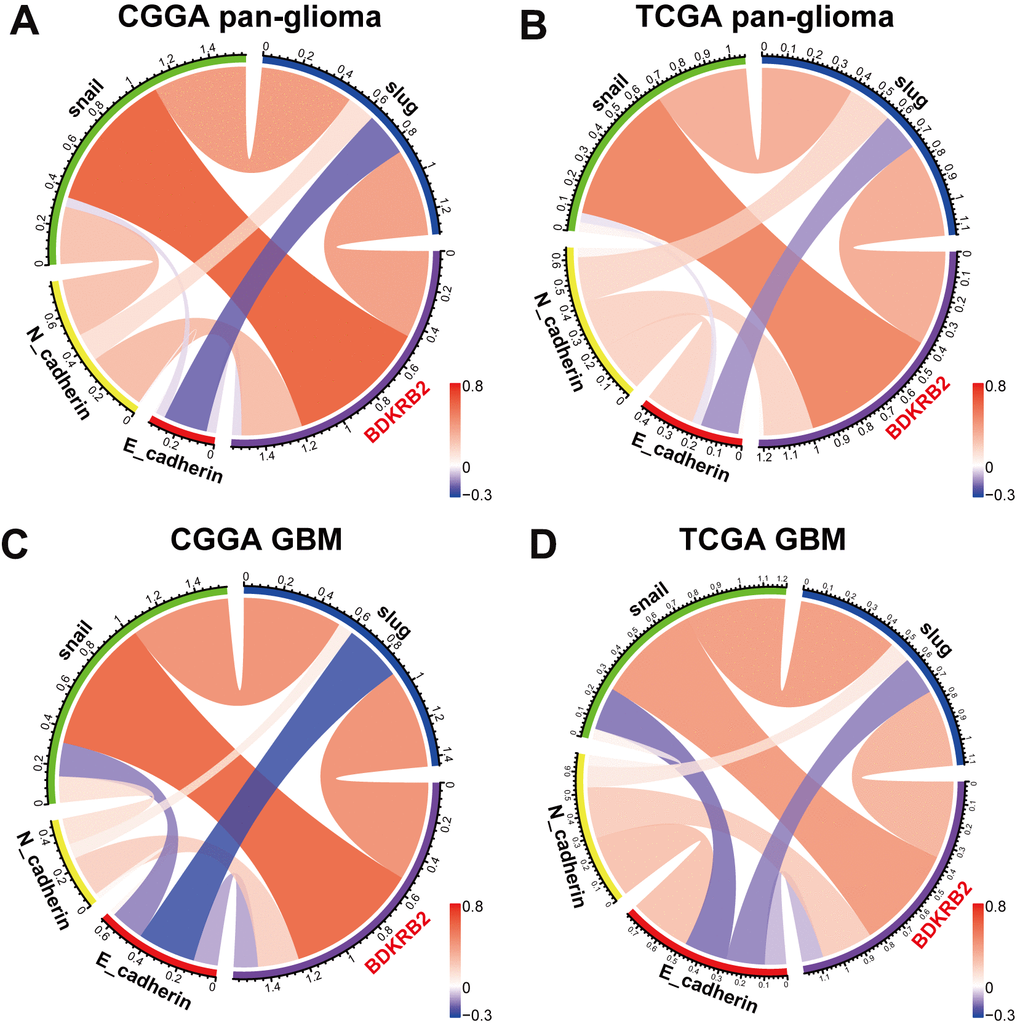 Correlation of BDKRB2 and key EMT biomarkers in pan-glioma (A, B) and glioblastoma (C, D).