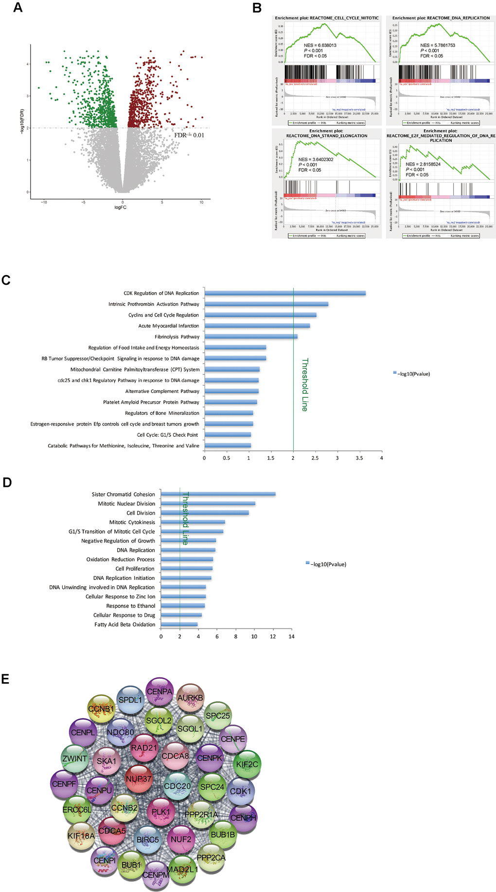 Cell cycle pathways were enriched in tumor samples from STSs. (A) Volcano plot of the DEGs between primary tumor tissues and matched normal liver tissues from nine STSs. Red dots represent upregulated genes and green dots represent downregulated genes in the primary tumor tissues. (B) GSEA of the global gene expression profiles of nine primary tumor tissues and matched normal liver tissues from STSs. Gene sets were annotated with canonical pathways mainly from Reactome. NES = normalized enrichment score; P = nominal P value; FDR = false discovery rate. (C) and (D) BioCarta pathway analysis (C) and GO analysis (D) of DEGs via DAVID. Blue bars that cross the threshold line (P E) The MCODE algorithm was used to identify the most significant module in the PPI network constructed from the upregulated genes in STS HCC samples. The MCODE score of this module was 37.