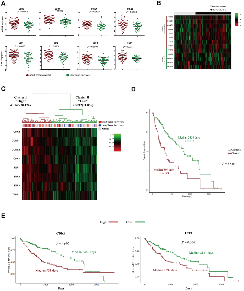 The expression signature of eight positive regulators of the G1/S cell cycle transition was an independent prognostic factor in HCC. (A) Tumor sample transcriptomic profiling of eight positive regulators of the G1/S cell cycle transition that differed significantly between STSs and LTSs of HCC. The data are shown as the mean ± standard deviation, and were compared using an unpaired two-tailed Student’s t-test. cpm, counts per million. (B) Tumor sample expression signature heatmap of thirteen positive regulators of the G1/S cell cycle transition in STSs and LTSs of HCC. Rows indicate the genes and columns indicate the patients. The patient survival status for each tumor is depicted directly above each column. (C) Unsupervised hierarchical clustering with Euclidean distances and Ward linkages of the expression matrix of eight positive regulators of the G1/S cell cycle transition in 355 HCC samples. Rows indicate the genes and columns indicate the patients. The patient survival status for each tumor is depicted directly above each column. (D) Kaplan-Meier curves for the clusters resulting from the unsupervised hierarchical clustering in (C). (E) Kaplan-Meier curve and log-rank test for HCC patients based on the expression of CDK2 and E2F1.
