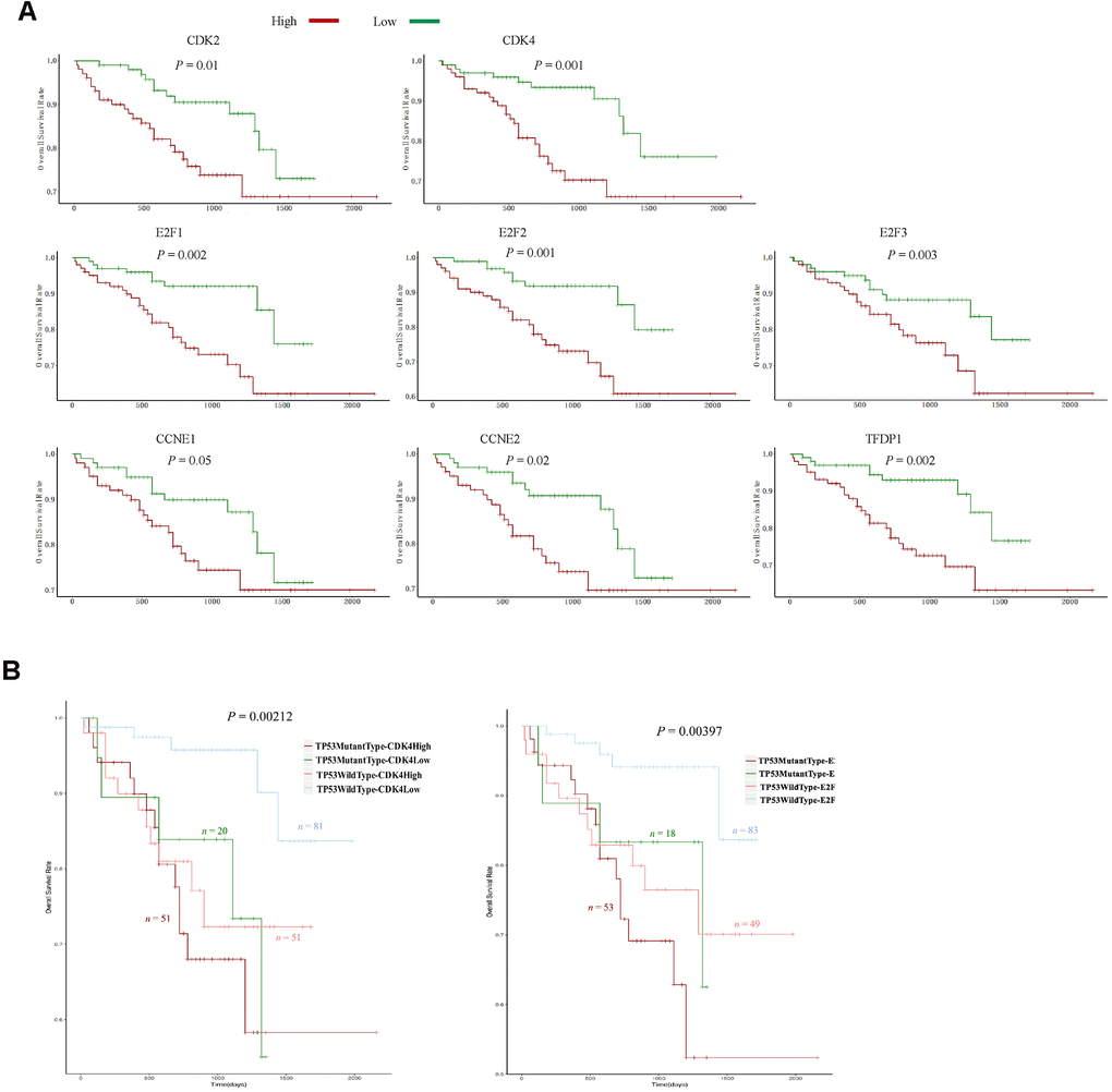 The expression of eight G1/S phase transition inducers and TP53 mutations predicted survival in the ICGC dataset. (A) Kaplan-Meier curve and log-rank test for HCC patients based on the expression of the eight G1/S phase transition inducers. (B) Kaplan-Meier curve and log-rank test for HCC patients based on the TP53 mutational status and the expression of CDK2 and E2F1. The patients were stratified into the high expression group and the low expression group according to the median of normalized RNA-seq data. The patients were stratified into mutant TP53 group and wild type TP53 group according to TP53 mutational status.