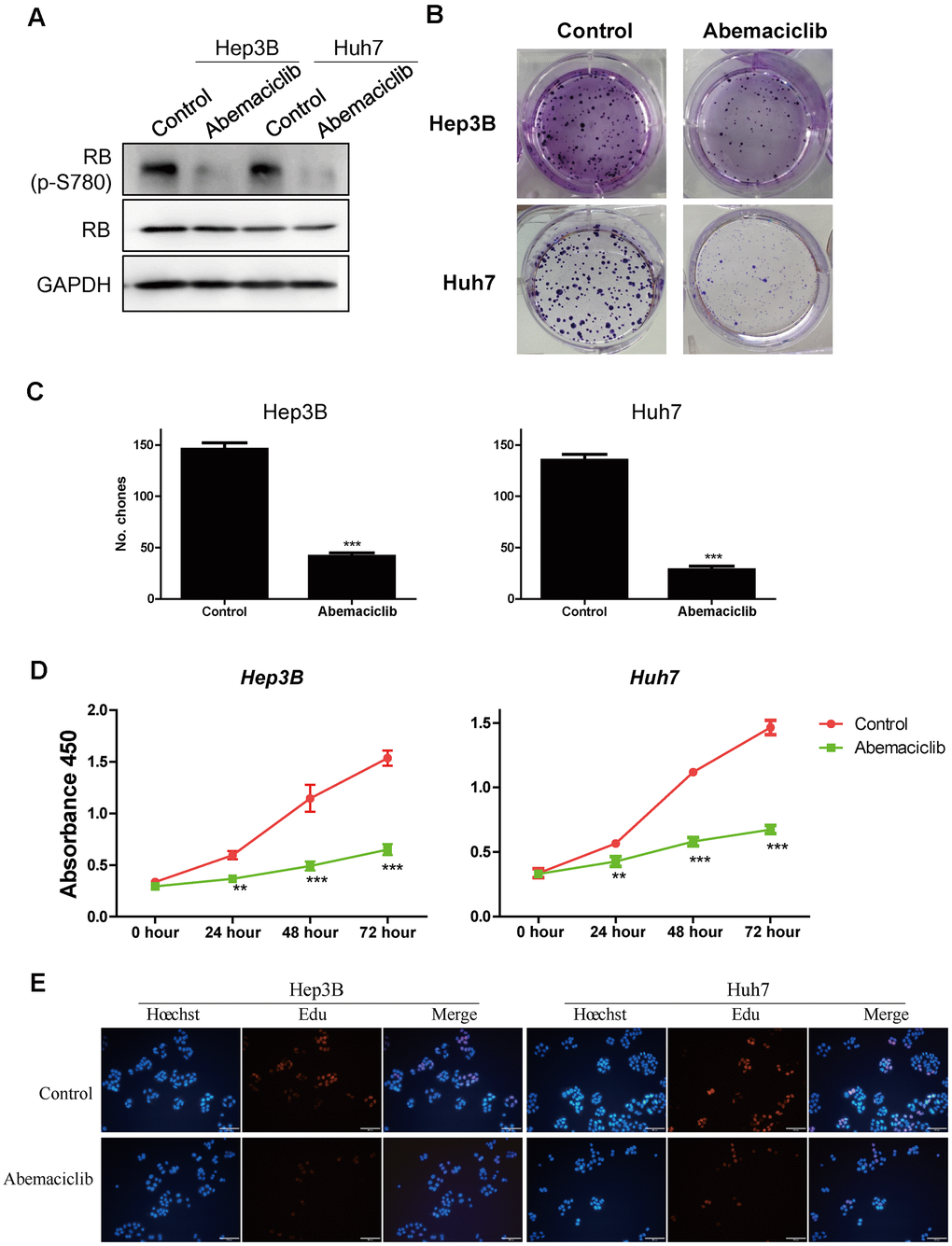 Abemaciclib substantially inhibited the proliferation of HCC cells in vitro. (A) The protein levels of retinoblastoma (p-S780) and retinoblastoma in Hep3B and Huh7 cells. (B, C) Clone formation assays were used to detect the effects of abemaciclib on the proliferation of Hep3B and Huh7 cells. (D) A CCK-8 assay was used to analyze cell proliferation in control and abemaciclib-treated Hep3B and Huh7 cells. (E) An Edu assay was used to analyze cell proliferation in control and abemaciclib-treated Hep3B and Huh7 cells. Bar= 100μm; For (C, D), * was compared with Control (**, P 