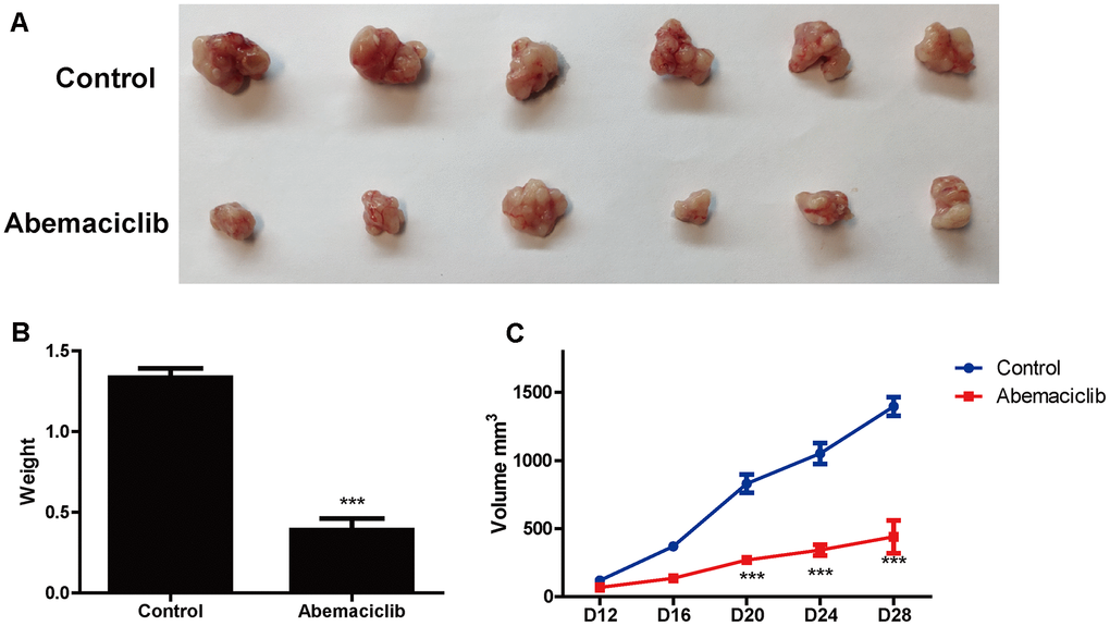 Abemaciclib substantially inhibited the proliferation of HCC cells in vivo. (A) Phenotypes of tumors derived from Hep3B cells in mice treated with the vehicle (DMSO) or abemaciclib. (B) The weights of Hep3B cell tumors were detected in mice treated with the vehicle or abemaciclib. (C) The dynamics of tumor development in mice treated with the vehicle or abemaciclib. The tumor volumes were measured as follows: Volume = length*width*width/2. Measurements were taken at the indicated time points. For (B, C), * was compared with Control (***, P 