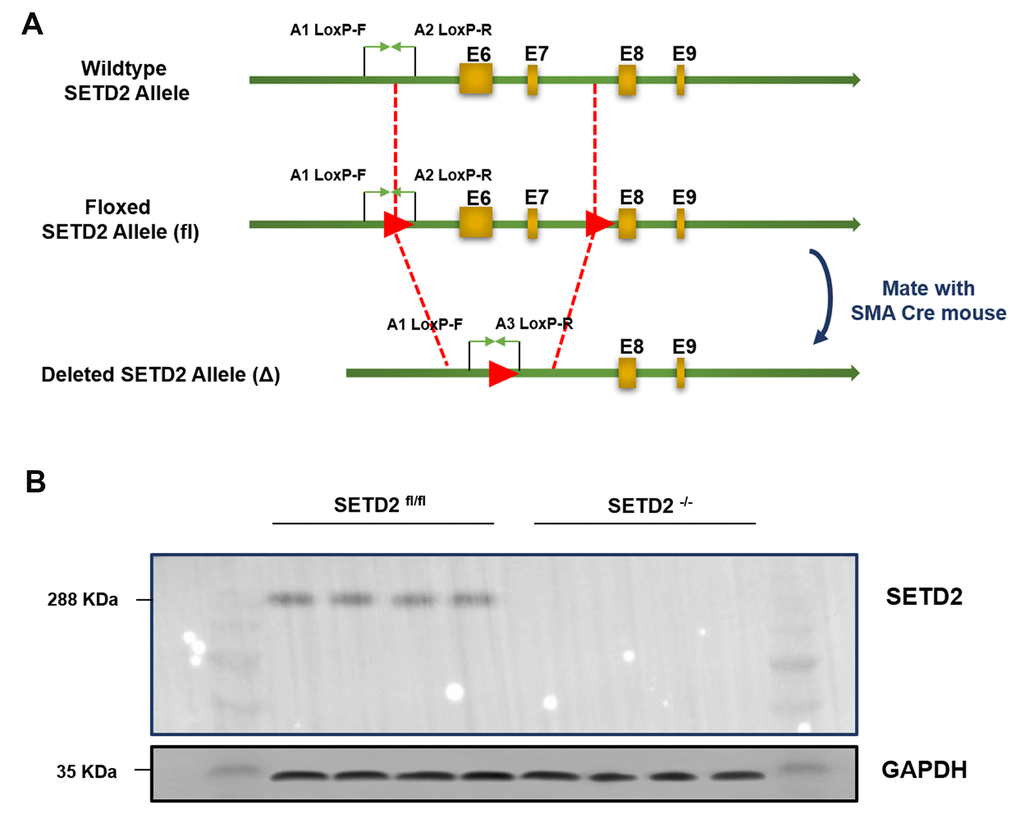 Generation and characterization of mice with smooth muscle cells specific knockout of SETD2. (A) The targeting strategy of mice with specific knockout of SETD2 in smooth muscle cells. (B) Western blotting was used to confirm the expression of SETD2 in smooth muscle cells from normal mice and SMCs SETD2 specific knockout mice.