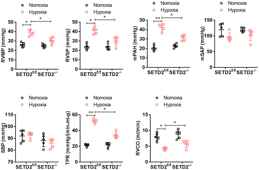 SMCs specific SETD2 deficient ameliorates pulmonary pressure in a hypoxia-induced mouse model of PAH. The hemodynamic measurements were performed to measure the right ventricular mean pressure (RVMP), right ventricular systolic pressure (RVSP) and mean pulmonary arterial pressure (mPAP). The left carotid artery cannulation was performed for systemic arterial pressure (mSAP) and systolic body pressure (SBP) measurement. Total pulmonary resistance (TPR) was calculated by the ratio of mPAP/RVCO. All the calculations were done with a LabChart8 (AD Instruments). All data were presented as Mean±SD (n=5). *PP