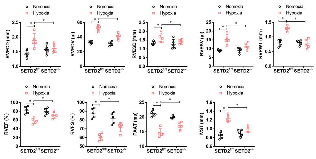 SMCs specific SETD2 deficient ameliorates right ventricular function in a hypoxia-induced mouse model of PAH. Echocardiography was used to measure the normalized cardiac cycle length measuring pulmonary acceleration time (PAAT/CL), RV end diastolic dimension (RVEDD), RV diastolic contraction size (RVESD), RV end diastolic volume (RVEDV), RV diastolic volume contraction (RVESV), RV cardiac output (RVCO), RV wall thickness (RVWT), the thickness of interventricular septum (IVS), RV ejection fraction (RVEF) and RV shortening fraction (RVFS). All data were presented as Mean±SD (n=5). *PP.