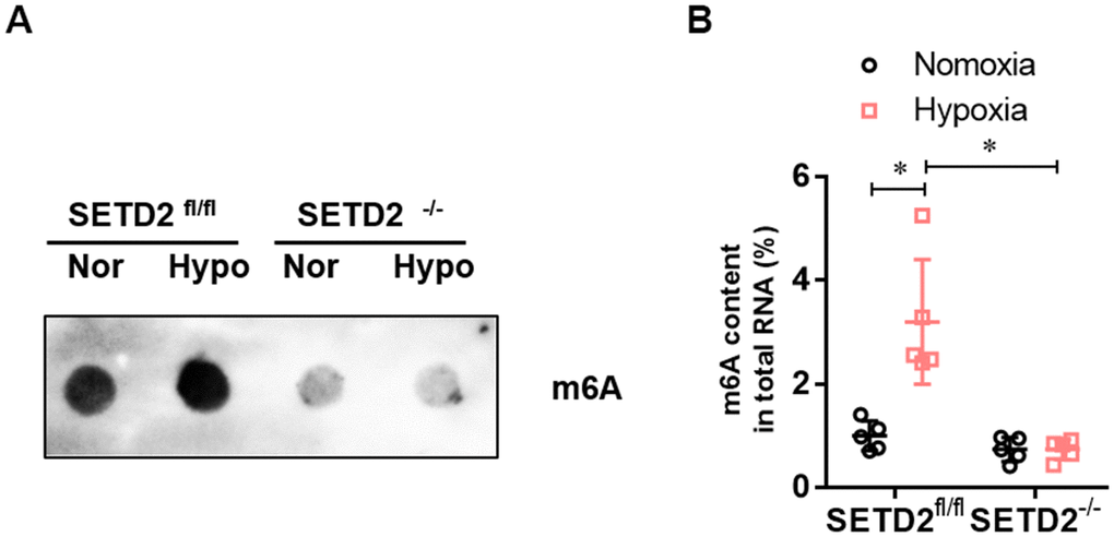 The level of m6A RNA modification is elevated in hypoxia-induced PAH, whereas impaired by SMCs specific SETD2 deficient. (A) The content of m6A was quantitatively determined by colorimetry. (B) The content of m6A was qualitatively evaluated by Dot blot. All data were presented as Mean±SD (n=5). *P