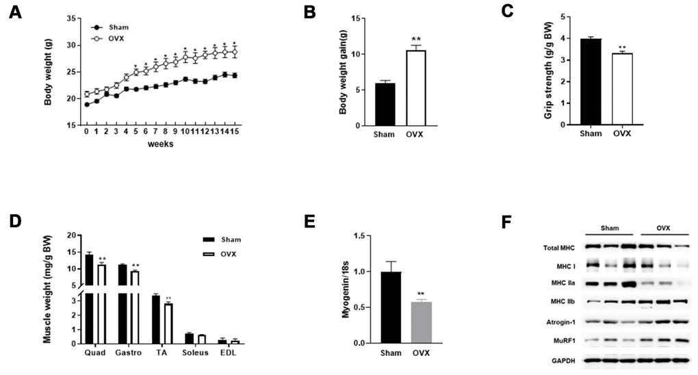 OVX induces sarcopenic obesity in mice. (A) Change of body weight during the experimental period. (B) Body weight gain of Sham and OVX mice after 15 weeks. (C) Average forelimb grip strength in Sham and OVX mice normalized by body weight. (D) Comparison of OVX muscle mass with Sham. (E) Relative mRNA expression of myogenin. Data are means ± SEM. *PPF) Protein expression of genes related to muscle type transition (total MHC, MHC 1, MHC IIa, and MHC IIb) and muscle atrophy (Atrognin-1 and MuRF1).