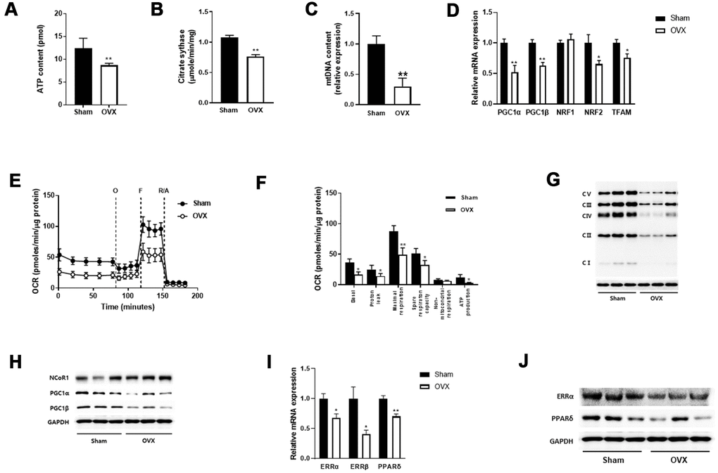 OVX impairs mitochondrial function. (A, B) ATP content (A) and citrate synthase activity (B) in quadriceps muscle (n=8 mice per group). (C) Mitochondrial DNA content evaluated by the ratio of a mitochondrial encoded gene (Cox5b) and a nuclear-encoded gene (18S). (D) Relative mRNA expression of genes involved in mitochondrial biogenesis. (E) Extracellular flux analysis in EDF fiber from Sham or OVX mice (n=6). OCR was measured before (basal) and after successive addition of oligomycin (O) to determine ATP-linked respiration, carbonyl cyanide p-(trifluoromethoxy) phenylhydrazone (FCCP, F) to examine the maximal respiration, rotenone along with antimycin (R/A) to assess non-mitochondrial respiration. (F) Average OCR values were compared between Sham and OVX mice. Data are means ± SEM. *PPG) The levels of OXPHOS proteins in mitochondrial fraction. (H) Western blot analysis for NCoR1 and PGC1α/β. (I, J) The mRNA (I) and protein (J) expressions of ERR and PPARδ.