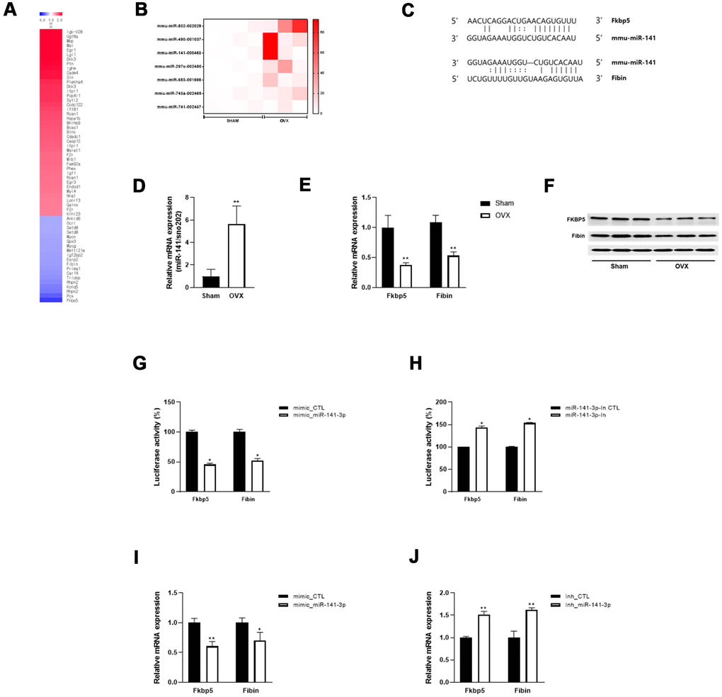 miR-141-3p targets Fkbp5 and Fibin. (A) Heatmap of significantly up and down-regulated differentially expressed mRNA in OVX mice. (B) Differentially expressed miRNA in OVX mice. (C) The putative binding site between miR-141-3p and its targets, Fkbp5 and Fibin. (D) The upregulation of miR-141-3p in OVX mice was validated by qRT-PCR. (E, F) The expressions of Fkbp5 and Fibin in mRNA (E) and protein (F) levels. (G, H) A reporter vector containing Fkbp5 or Fibin 3’UTR was transfected along with miR-141-3p mimic (G) or inhibitor (H). The luciferase activity was normalized to renilla luciferase activity. (I, J) Measurement of Fkbp5 or Fibin expressions after exposure miR-141-3p mimic (I) or inhibitor (J). Data are means ± SEM. *PP
