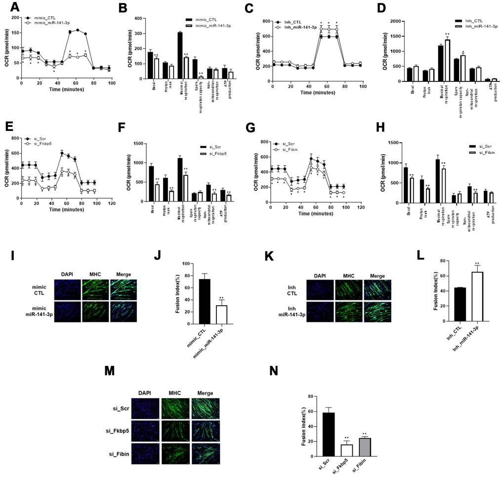 miR-141-3p induces mitochondrial dysfunction and impairs muscle differentiation through downregulation of Fkbp5/Fibin. (A–D) Mitochondrial respiration was measured in miR-141-3p overexpressed (A) or silenced (C) C2C12 cells. Average OCR values were indicated in miR-141-3p overexpressed (B) or silenced (D) C2C12 cells. (E, F) Mitochondrial respiration (E) and average OCR value (F) were measured in Fkbp5 knockdown C2C12 cells. (G, H) Mitochondrial respiration (G) and average OCR value (H) were measured in Fibin knockdown C2C12 cells. (I–L) C2C12 cells were treated with miR-141-3p mimic or miR-141-3p inhibitor and induced to differentiate. The expression of MHC was analyzed by immunostaining (I–K). Cells were stained with anti-MHC (green) and DAPI (blue) for nuclei detection. Fusion index of miR-141-3p mimic (J) or miR-141-3p inhibitor (L) was calculated. Data are means ± SEM. *PPM) Fkbp5 or Fibin silenced C2C12 cells were differentiated and immunostaining was conducted to measure the expression of MHC. (N) Fusion index of Fkbp5 or Fibin silenced C2C12 cells. Data are means ± SD.**P