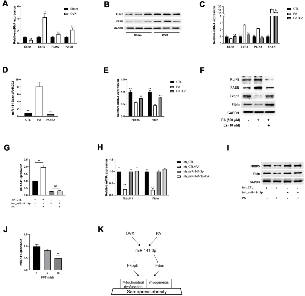 E2 reverses miR-141-3p/Fkbp5 and Fibin signaling. (A) Relative mRNA expressions of estrogen receptor 1 or 2 (ESR1/2) and lipid metabolism associated genes (PLIN2 and FASN). Data are means ± SEM. *PPB) Western blot analysis for PLIN2 and FASN. (C) Relative mRNA expression of OVX-related genes in PA or PA+E2 treated C2C12 myotubes. (D) The miR-141-3p expression in PA or PA+E2 treated C2C12 myotubes. (E, F) Expressions of Fkbp5 and Fibin in mRNA (E) and protein (F) levels from PA or PA+E2 treated C2C12 myotubes. *PPG–I) The effect of miR-141-3p knockdown on PA induced miR-141-3p expression (G), Fkbp5 and Fibin expressions in mRNA and protein levels (H, I, respectively). **PJ) After incubation for 24h with propylpyrazoletriol (PPT), an ESR1 agonist, the expression of miR-141-3p was measured in C2C12 cells. **PK) The miR-141-3p/Fkbp5 and Fibin signaling in sarcopenic obesity.