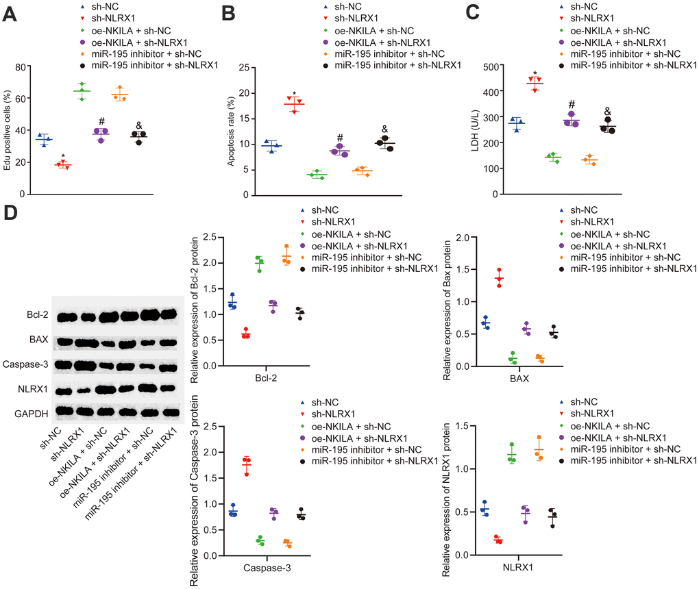 NKILA promotes proliferation and inhibits apoptosis of injured neurons by increasing NLRX1 expression via miR-195. The injured neurons were introduced with oe-NKILA + sh-NC, oe-NKILA + sh-NLRX1, miR-195 inhibitor + sh-NC, miR-195 inhibitor + sh-NLRX1, sh-NLRX1 or sh-NC. (A) cell proliferation of injured neurons after treatment measured by EdU assay. (B) quantitative analysis for cell apoptosis of injured neurons after treatment measured by flow cytometry. (C) LDH content in injured neurons after treatment. (D) protein expression of NLRX1 and apoptosis-related factors (Bcl-2, Bax and Caspase-3) in injured neurons after treatment measured by Western blot analysis. * p p p t test was used for comparison between two groups. The one-way ANOVA was used for comparison among multiple groups, followed by Tukey’s post-hoc test. The cell experiment was repeated three times.