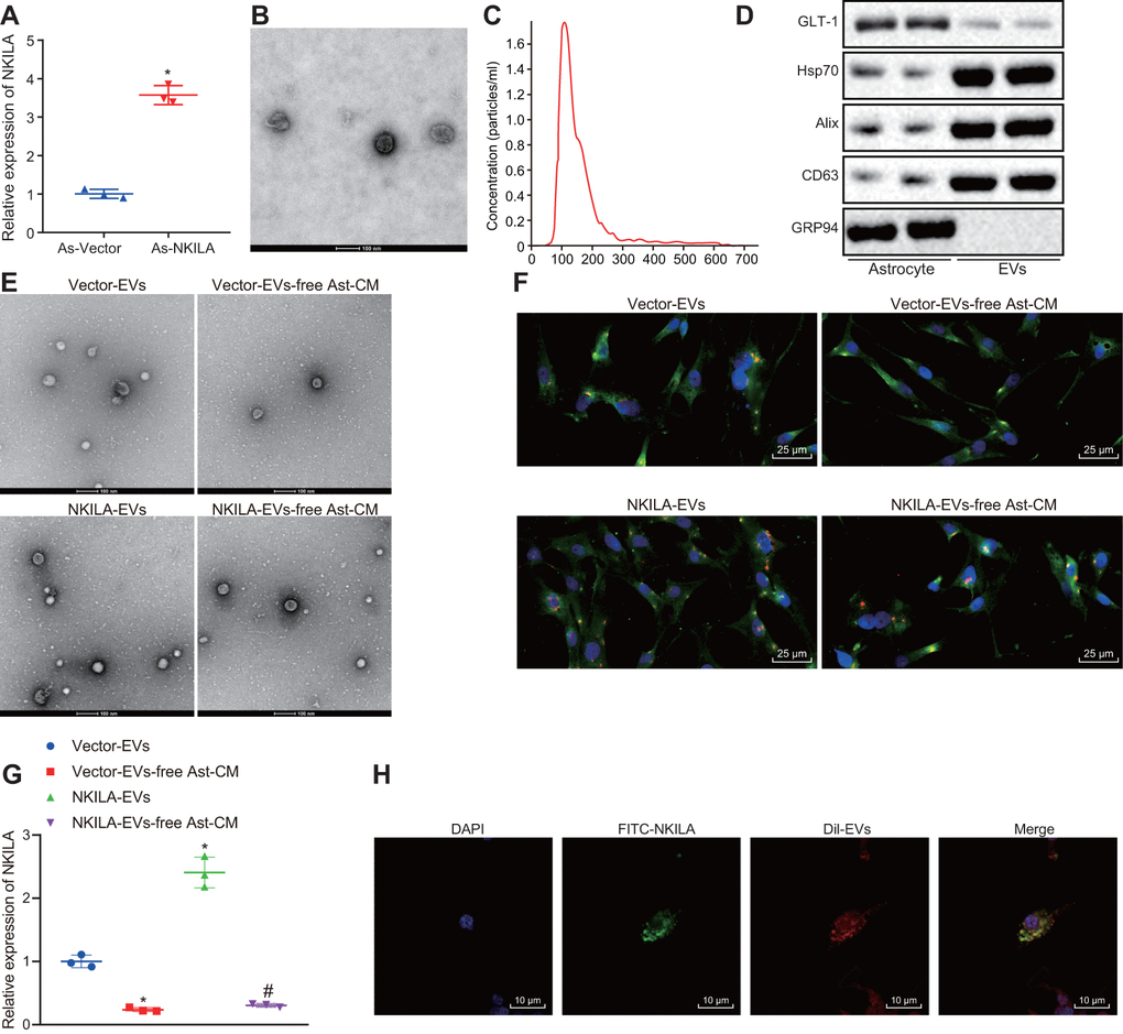 Astrocytes transfer NKILA into neurons through EVs. (A) NKILA expression in astrocytes detected by RT-qPCR. (B) representative electron micrograph of EVs isolated from astrocytes (scale bar: 100 nm). The red arrow points to the EVs. (C) size and particle distribution plots of isolated EVs from culture medium by NTA. (D) expression of GLT-1, Hsp70, CD63 and Alix as well as the negative marker GRP94 evaluated by Western blot analysis. (E) observation of EVs released by astrocytes under an electron microscope (scale bar: 100 nm). (F) microscopic views of uptake of EVs by neurons (× 400). (G) the expression of NKILA in the supernatant of the astrocyte-derived EVs and EV-free Ast-CM by RT-qPCR; * p p H) uptake of EVs by neurons observed by the confocal laser microscopy (scale bar: 10 μm). All data were measurement data and expressed as mean ± standard deviation. Unpaired t test was used for comparison between two groups. One-way ANOVA, followed by Tukey’s post-hoc test was used for multi-group comparison. The cell experiment was repeated three times.