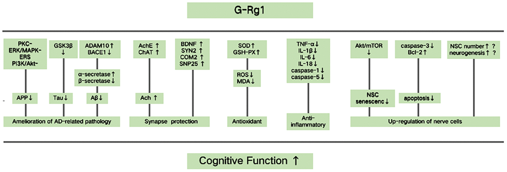 Possible mechanisms of ginsenoside Rg1 (G-Rg1) in improving cognitive function. Possible mechanisms for Rg1 improving cognitive function are the following. (1) Rg1 could inhibit the pathogenesis of Alzheimer’s disease (AD). G-Rg1 could promote cleavage of amyloid precursor protein (APP), inhibit the hyperphosphorylation of tau and prevent amyloid - β (Aβ) deposition. This would occur by increasing a disintegrin and metallopeptidase domain 10 (ADAM10) expression and decreasing β-secretase β-site APP-cleaving enzyme 1 (BACE1) expression. (2) Rg1 could offer synapse protection. G-Rg1 could increase the levels of ACh, BDNF, and multiple synaptic proteins, such as synapsin 2 (SYN2), complexin 2 (COM2), and synaptosomal-associated protein 25 (SNP25). (3) Rg1 could increase antioxidant activity. G-Rg1 could increase the activity of SOD and GSH-PX, and could decrease the levels of ROS and MDA. (4) Rg1 could increase anti-inflammatory activity. G-Rg1 could inhibit the expression of TNF-α, decrease the levels of IL-1β, IL-6, and IL-18, and decrease the expression of caspase 1 and caspase 5. (5) Rg1 could up-regulate nerve cells. G-Rg1 treatment delays neural stem cell (NSC) senescence and decreases cell apoptosis, and G-Rg1 treatment increases the number of NSCs and new nerve cells; however, the mechanism for this is not yet clear.