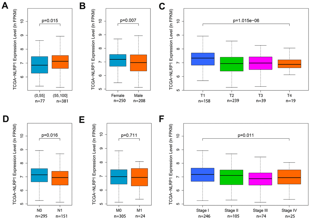 Associations of NLRP1 expression with clinical parameters. (A) Age (p ); (B) Gender (p ); (C) T stage (p ); (D) N stage (p ); (E) M stage (p > 0.05) and (F) TNM stage (p ).