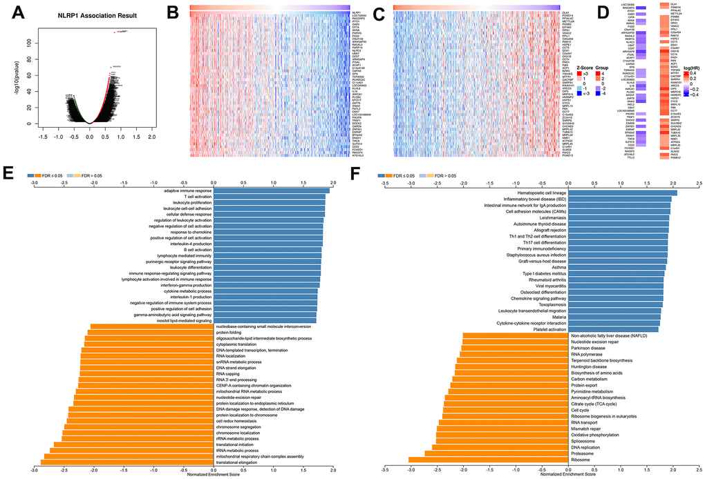 NLRP1-coexpressed genes in TCGA-LUAD cohort (LinkedOmics). (A) All genes highly associated with NLRP1 identified by Pearson correlation test in the LUAD cohort. (B, C) Heatmaps respectively show the top 50 genes positively and negatively correlated with NLRP1 in LUAD. Red indicates positively correlated genes, and blue indicates negatively correlated genes. (D) Survival map of the top 50 genes positively or negatively correlated with NLRP1 in LUAD. (E, F) Significantly enriched GO annotations and KEGG pathways of NLRP1 in LUAD cohort. FDR: false discovery rate.