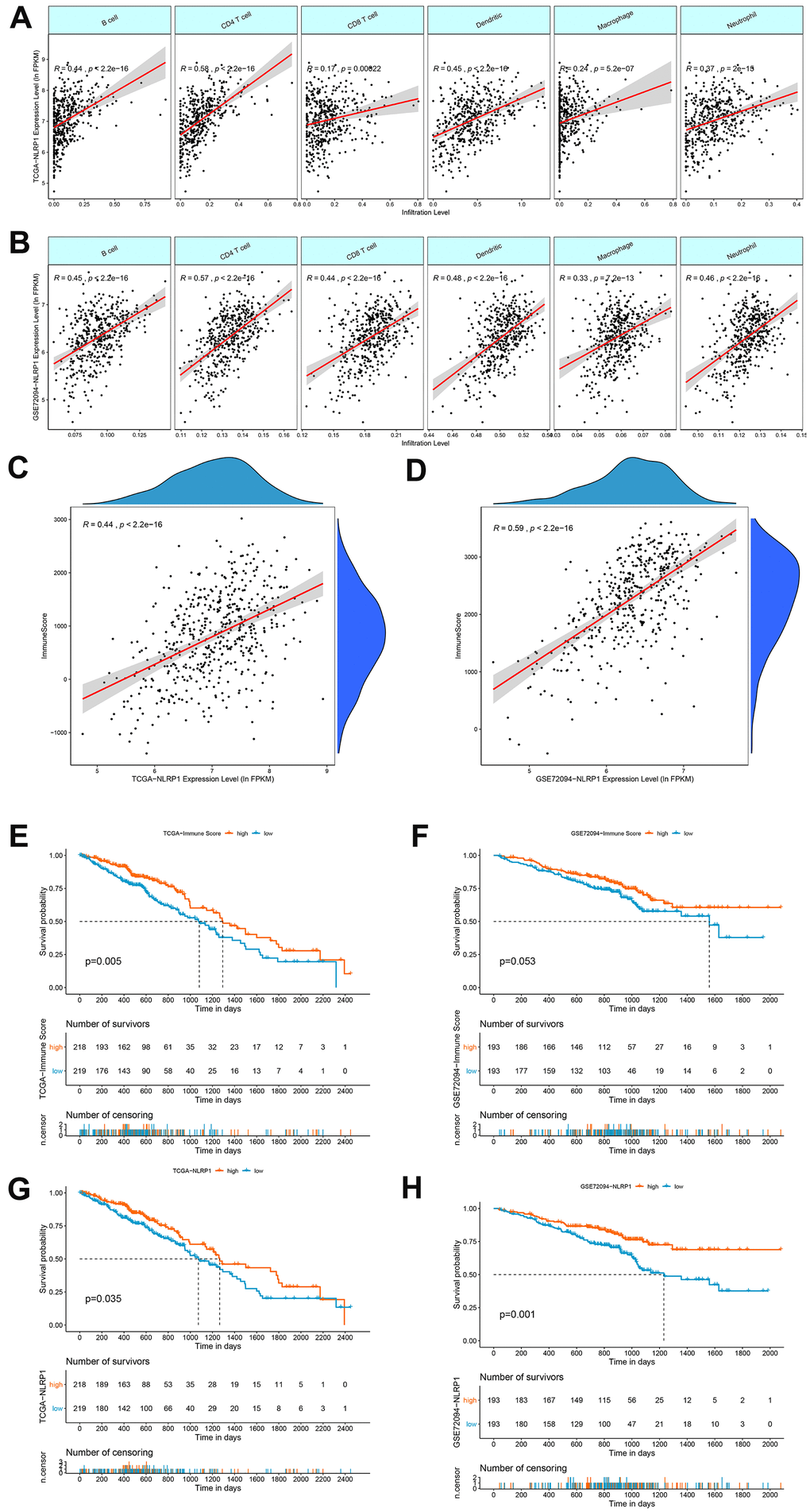 Correlations of NLRP1 expression with immune infiltration levels in LUAD. (A, B) The expression levels of NLRP1 in the TCGA-LUAD and GSE72094 datasets had significant positive correlations with the infiltration levels of B cells, CD4 T cells, CD8 T cells, dendritic cells, macrophages and neutrophils. (C, D) The expression of NLRP1 had a significant positive correlation with the immune score of LUAD samples based on the ESTIMATE algorithm in the TCGA-LUAD and GSE72094 datasets. (E, F) Kaplan-Meier survival curve analysis showed that patients with a higher immune score had longer overall survival time than those with a lower immune score in the TCGA-LUAD and GSE72094 datasets. (G, H) Kaplan-Meier survival curve analysis showed that patients with a higher NLRP1 expression level had longer overall survival time than those with a low expression level in the TCGA-LUAD and GSE72094 datasets.