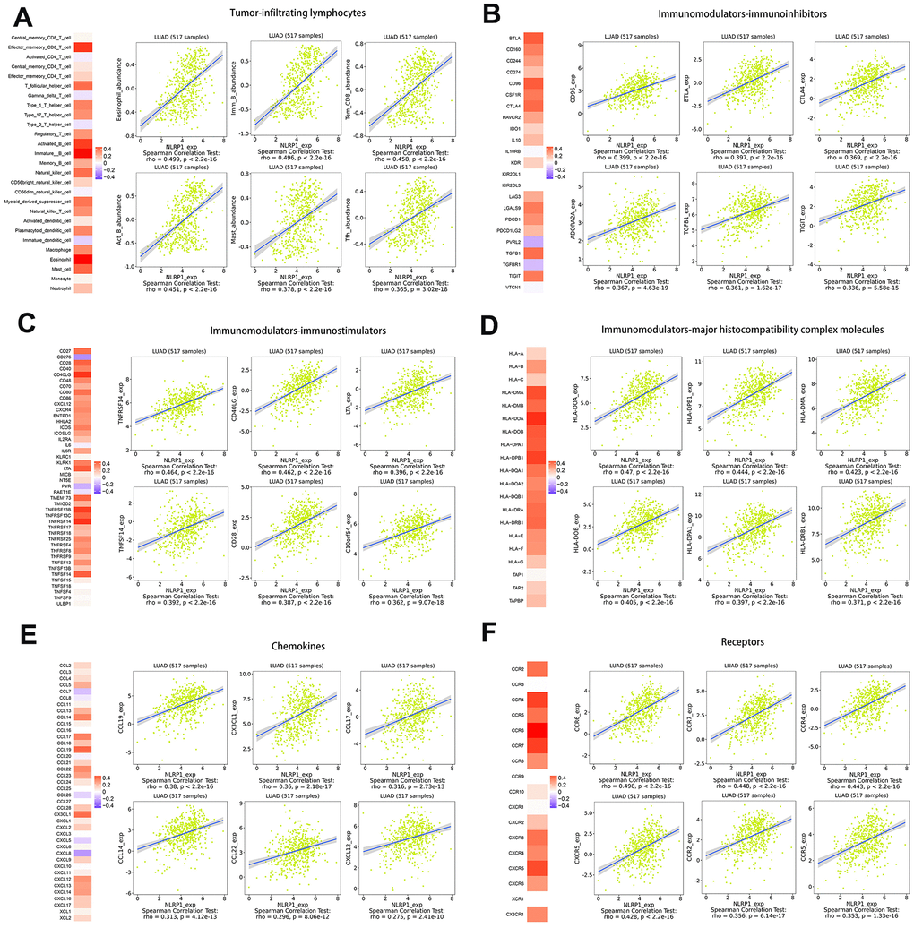 Spearman rank correlation analysis of NLRP1 with lymphocytes, immunomodulators and chemokines (TISIDB). (A) Relations between the abundance of tumor-infiltrating lymphocytes (TILs) and NLRP1 expression (plus the six TILs with the highest correlations). (B–D) Relations between three kinds of immunomodulators and NLRP1 expression (plus the six immunomodulators with the highest correlations). (E, F) Relations between chemokines (or receptors) and NLRP1 expression (plus the six chemokines (or receptors) with the highest correlations).