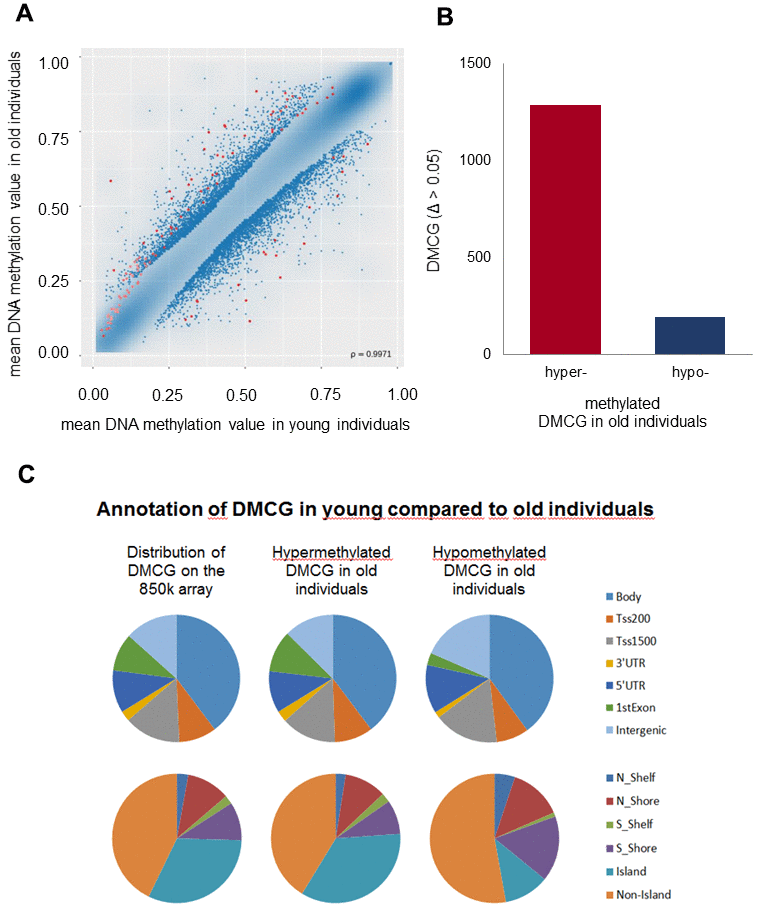 Genome-wide DNAm analysis. Genome-scale DNAm profiles derived from the RnBeads software package. (A) Scatter plot based on the mean DNAm values of each analysed CpG site of the individual trial participants compared between the young and old cohort (red dots correspond to dmCGs with p-values B) Numbers of differentially hypo- and hypermethylated CpGs (DMCG) in old compared to young individuals demonstrate distinctly more hyper- than hypomethylated DMCG in old compared to young individuals. (C) Hypo- and hypermethylated dmCGs are annotated in terms of gene regulatory regions (intergenic gene regions, 1st exon, 3′; and 5′; untranslated region (UTR), gene body, promoter areas: transcription start sites (TSS) 1500 and 200; upper pie charts), and CGIs (CGIs and flanking regions before (N shelf, N shore) and after (S shelf, S shore) CGIs; lower pie charts) in comparison to the overall distribution of markers on the whole 850 K array (left pie charts), respectively.