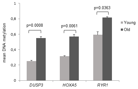 DNAm of the target CpG sites of DUSP3, HOXA5 and RYR1. Mean DNA methylation values of the differentially methylated CpG sites are demonstrated in young and old subjects. The associated genes were assigned to the target CpG site, respectively. Detection of mean DNA methylation was performed by microarray on bisulfite-converted DNA prepared from monocytes. Error bars denote SEM (n = 4, average age: 23.8 yrs and 81.4 yrs, respectively). P values are FDR adjusted.