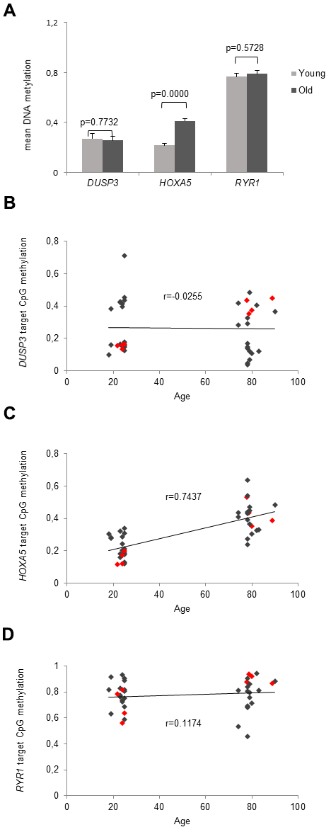 Deep analysis of CpG sites. (A) Validated methylation values of the microarray-detected CpG sites are demonstrated in young and old subjects. Detection of mean DNA methylation was performed by local deep sequencing on bisulfite-converted DNA prepared from monocytes. The associated genes are assigned to the target CpG site, respectively. Error bars denote SEM (n = 20, average age: 23.4 and 79.6 yrs, respectively). (B–D) shows the correlation between the methylation of the target CpG site of DUSP3, HOXA5 and RYR1 and the participant's age. Methylation values of the 8 individuals that were originally applied in the MethylationEPIC BeadChip Microarray are accentuated by red dots. (B) Depicts the correlation between the methylation of the target CpG site of DUSP3 and the participants age showing a very low correlation coefficient (r = -0.0255). (C) Delineates a linear correlation between HOXA5 methylation in the target CpG site of the HOXA5 promoter region and the participants age showing increasing methylation levels with increasing age as reflected in the respective correlation coefficient (r = 0.7437). (D) Depicts the correlation between the methylation of the target CpG site of RYR1 and and the participants age showing a very low correlation coefficient (r = 0.1174).