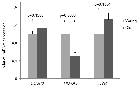Age- dependent HOXA5 mRNA decline. mRNA expression levels of DUSP3, HOXA5 and RYR1 are demonstrated in young and old subjects. While there was no significant difference in mRNA expression demonstrated for DUSP3 and RYR1, HOXA5 mRNA levels are significantly down-regulated in monocytes of old blood donors. Detection of mRNA expression was performed by qRT-PCR on total cellular RNA prepared from monocytes. Error bars denote SEM (n = 30, average age: 23.0 yrs and 81.1 yrs, respectively).