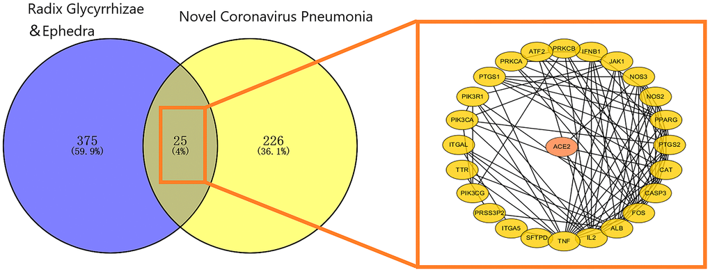 Mapping relation between Glycyrrhiza and Ephedra and COVID-19. The 25 intersected targets are presented as a PPI network. The ellipse represents the target, and the black line represents the relationship between the targets.