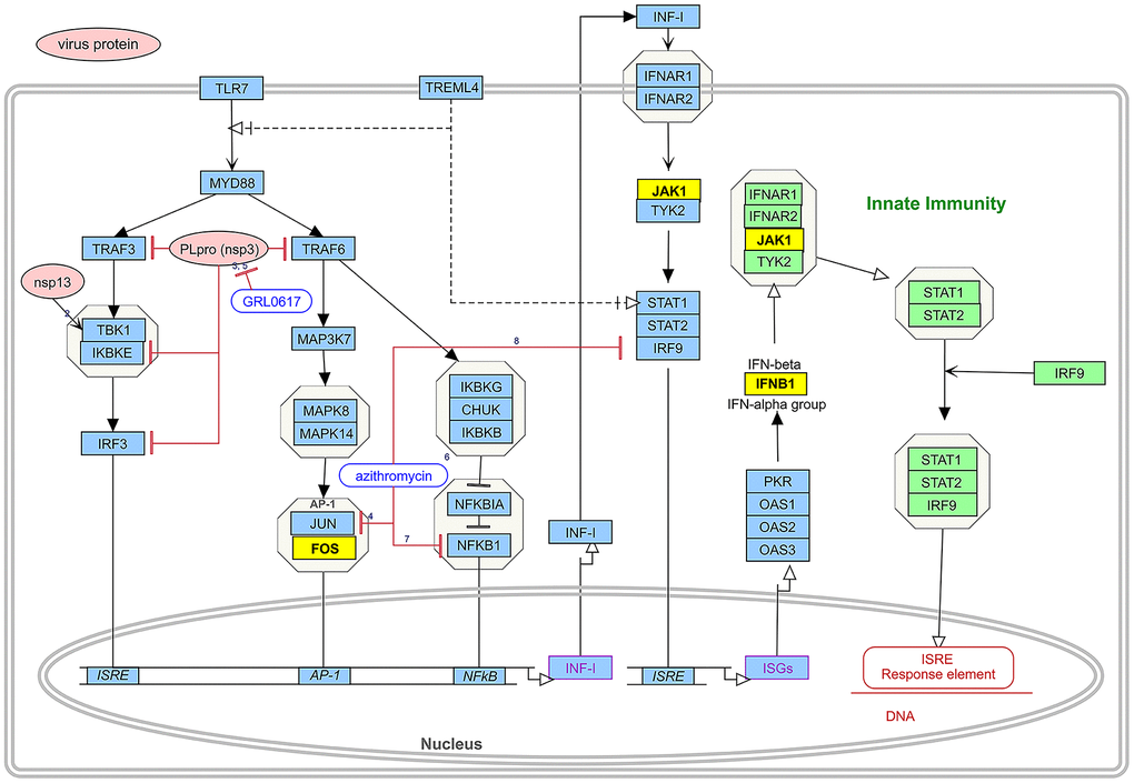 The induction of type I interferons and signalling leading to the innate immune response during SARS-CoV-2 infection and drug pair action site. The route consists of two parts. The pink boxes represent virus proteins and the blue boxes represent the targets of type I interference induction and signalling during SARS-CoV-2 infection. Green boxes represent part of the pathway of type I interferon-mediated innate immunity. Yellow boxes represent intersection targets between EG and novel coronavirus pneumonia. Different forms of lines represent interactions between targets.