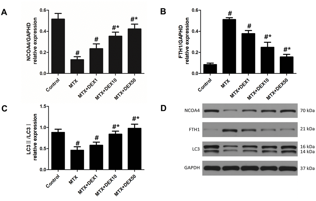 DEX modulated the expression of ferritinophagy related protein in HT22 cells with MTX stimulation. (A) Quantitative results of NCOA4, FTH1 (B) and LC3II/I (C) expression in HT22 cells with different treatments. n=3; #pD) Western blot assay and representative results of NCOA4, FTH1 and LC3II/I in HT22 cells with different treatments.
