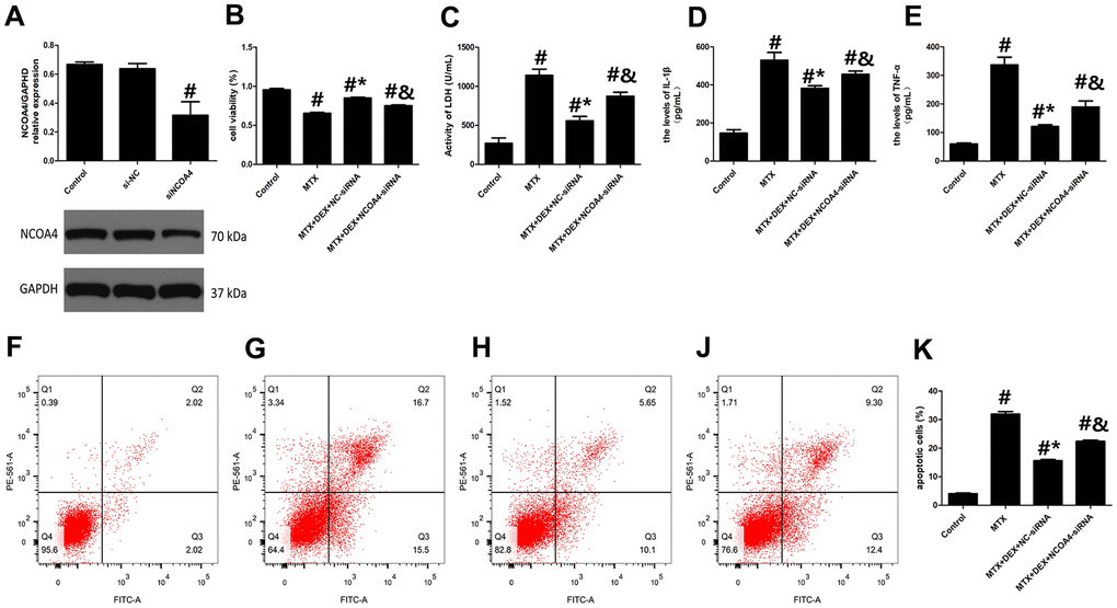 DEX alleviated MTX-induced cytotoxicity and inflammatory injury in HT22 cells via NCOA4 mediated ferritinophagy. (A) Representative bands of Western blot analysis for the expression of NCOA4 in HT22 cells treated with NCOA4-siRNA. (B) The cell viability of HT22 cells in MTX, DEX and NCOA4-siRNA group were measured by CCK-8 assay. (C) The activity of LDH in HT22 cells with MTX, DEX and NCOA4-siRNA were measured using LDH assay kit. (D) The levels of IL-1β and (E) TNF-α in HT22 cells with MTX, DEX and NCOA4-siRNA were measured using ELISA. (F) The representative results of apoptotic cells in control, MTX (G), MTX+50ng/mLDEX+NC-siRNA (H), and MTX+50ng/mLDEX+NCOA4-siRNA (J) group were tested by flow cytometry. (K) Flow cytometry analysis of HT22 cells in MTX, DEX and NCOA4-siRNA group. n=3; #p