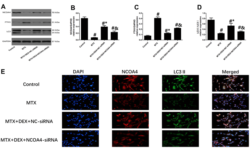 Impact of NCOA4-siRNA on the expression of ferritinophagy related protein in HT22 cells with different treatments. (A–D) Western blot assay and representative results of NCOA4, FTH1 and LC3II/I in HT22 cells with different treatments. n=3; #pE) HT22 cells were co-stained with NCOA4 and LC3II. In representative images, NCOA4 and LC3II are shown in red and green, respectively.