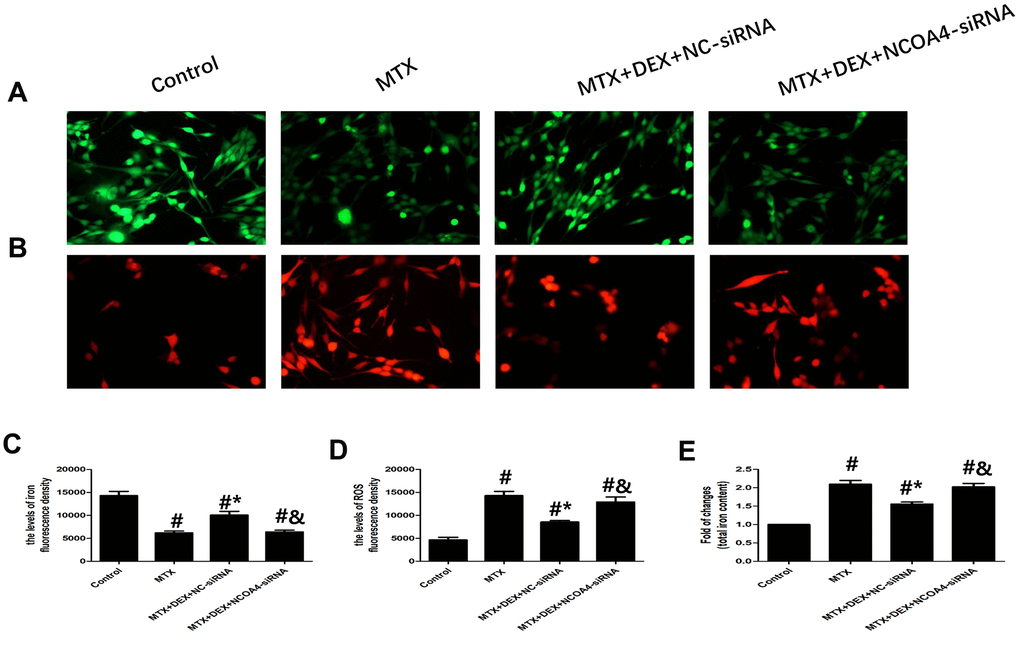 DEX alleviated MTX-induced iron overload and ROS overproduction in HT22 cells via NCOA4 mediated ferritinophagy. (A, C) Fluorescence microscope with Ca-AM probe analysis and quantitative results of iron fluorescence intensity in HT22 cells with different treatments. n=3; #pB, D) Fluorescence microscope with ROS probe analysis and quantitative results of ROS fluorescence intensity in HT22 cells with different treatments. n=3; #pE) Quantitative results of total iron content in HT22 cells with different treatments. n=3; #p