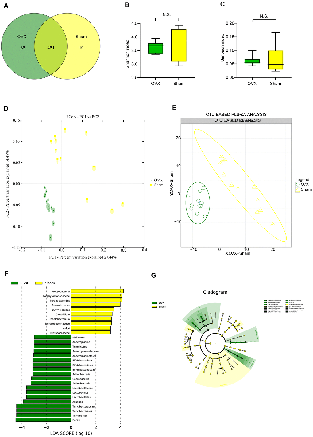 Gut microbiota analysis in the OVX and the Sham group mice. (A) Wayne diagram analysis based on OTU for the OVX group and the Sham group. (B) Shannon diversity index between OVX group (n=12) and Sham group (n=12) (t-test, P>0.05). (C) Simpson diversity index between OVX group (n=12) and Sham group (n=12) (t-test, P>0.05). (D, E) β-diversity analysis including principal component analysis (PCA) and OTU based partial least squares discrimination analysis (PLS-DA) between OVX and Sham group. (F, G) Significant differences analysis between OVX group and Sham group determined by linear discriminant analysis Effect Size (LEfSe). Data are presented as mean ± SEM. *P P LEfSe: Linear discriminant analysis Effect Size analysis.