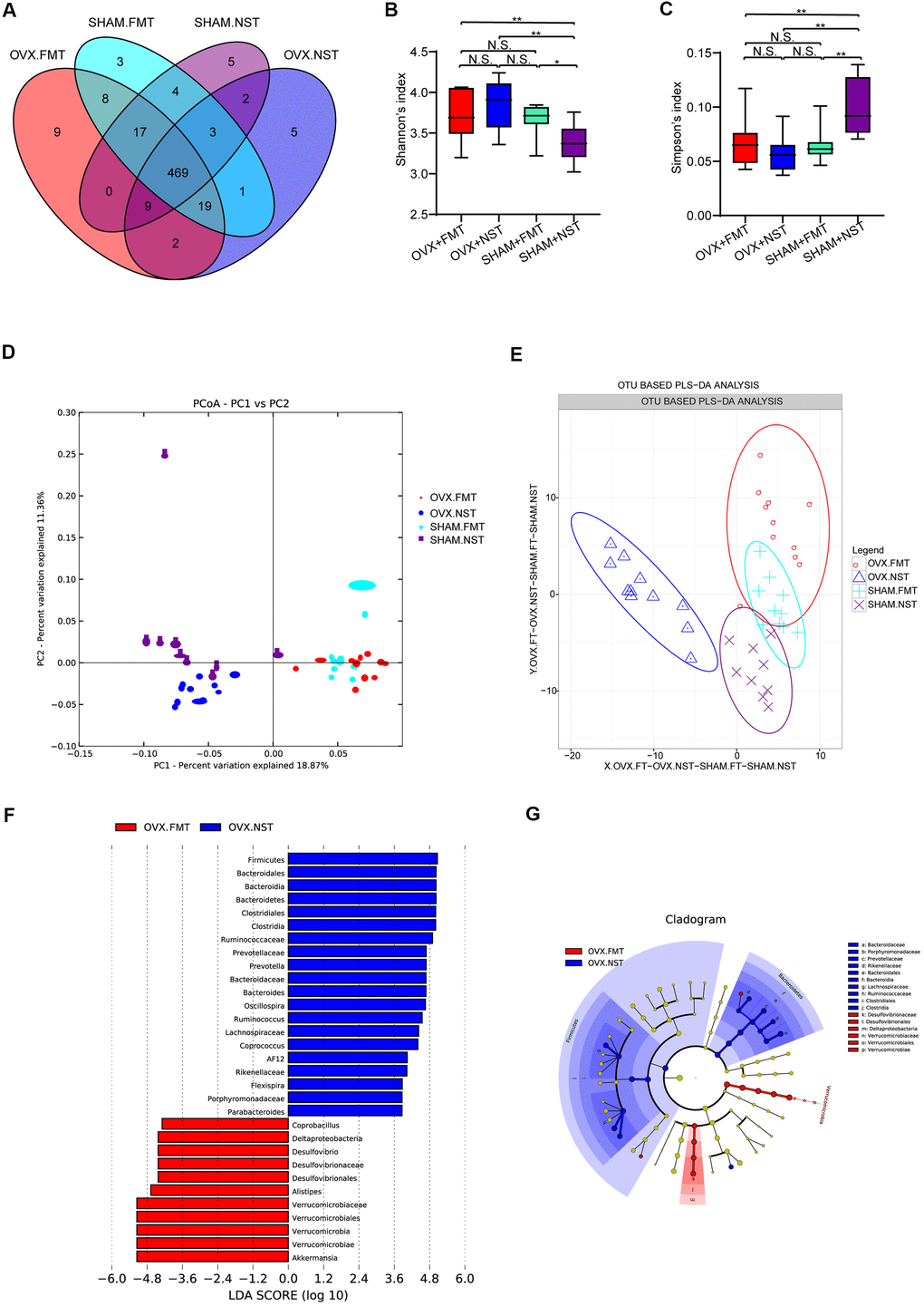 Gut microbiota analysis for mice received fecal microbiota and normal saline lavage. (A) Wayne diagram analysis based on OTU for OVX+FMT (n=11), OVX+NST (n=11), Sham+FMT (n=10) and Sham+NST (n=9) groups. (B) Shannon diversity index among OVX+FMT (n=11), OVX+NST (n=11), Sham+FMT (n=10) and Sham+NST (n=9) (one-way ANOVA, F3, 37=6.86, P=0.001) (C) Simpson diversity index among OVX+FMT (n=11), OVX+NST (n=11), Sham+FMT (n=10) and Sham+NST (n=9) groups (one-way ANOVA, F3, 37=8.35, PD, E) β-diversity analysis including PCA and OTU based PLS-DA for OVX+FMT (n=11), OVX+NST (n=11), Sham+FMT (n=10) and Sham+NST (n=9) groups. (F, G) Significant differences analysis among OVX+FMT (n=11), OVX+NST (n=11), Sham+FMT (n=10) and Sham+NST (n=9) groups by linear discriminant analysis Effect Size (LEfSe) analysis.