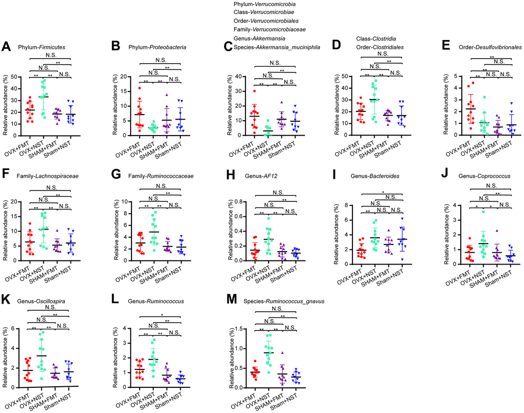 Differential microbial categories in fecal microbiota lavage mice and normal saline lavage mice. (A) Phylum-Firmicutes (one-way ANOVA, F3, 37=8.16, PB) Phylum-Proteobacteria (one-way ANOVA, F3, 37=8.16, PC) Phylum-Verrucomicrobia (one-way ANOVA, F3, 37=5.78, PD) Class-Clostridia (one-way ANOVA, F3, 37=5.88, PE) Order-Desulfovibrionales (one-way ANOVA, F3, 37=5.92, PF) Family-Lachnospiraceae (one-way ANOVA, F3, 37=5.18, PG) Family-Ruminococcaceae (one-way ANOVA, F3, 37=6.42, P=0.001); (H) Genus-AF12 (one-way ANOVA, F3, 37=7.17, P=0.001); (I) Genus-Bacteroides (one-way ANOVA, F3, 37=4.09, PJ) Genus-Coprococcus (one-way ANOVA, F3, 37=3.59, PK) Genus-Oscillospira (one-way ANOVA, F3, 37=6.24, PL) Genus-Ruminococcus (one-way ANOVA, F3, 37=11.86, PM) Species-Akkermansia