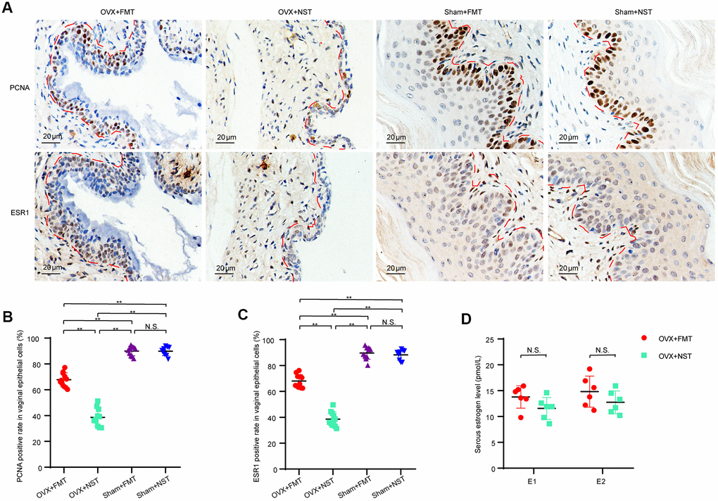 Fecal microbiota transplantation enhances proliferation of vaginal cells. (A). Representative images of PCNA and ESR1 immunohistochemical staining in vaginas from OVX+FMT, OVX+NST, Sham+FMT and Sham+ NST groups, (magnification 200x). (B). Positive rate of PCNA in vaginal epithelial cells in the OVX+FMT (n=11), OVX+NST (n=11), Sham+FMT (n=10) and Sham+NST (n=9) groups (one-way ANOVA, F3, 37=234.68, PC) Positive rate of ESR1 in vaginal epithelial cells in the OVX+FMT (n=11), OVX+NST (n=11), Sham+FMT (n=10) and Sham+NST (n=9) groups (one-way ANOVA, F3, 37=243.5, PD) Serum E1 and E2 level of the OVX+NST group (n=6) and the OVX+FT (n=6) group mice (t-test, P>0.05). Data are shown as mean ± SEM. *P P 