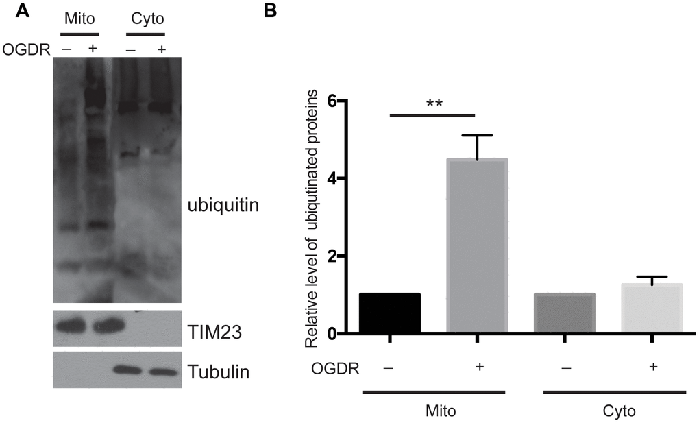 Ubiquitination of mitochondrial and cytoplasmic proteins in the early stage of reperfusion after 4 h OGD. (A) Western blot using an antibody against ubiquitin was performed to examine the ubiquitination of mitochondrial (Mito) and cytoplasmic (Cyto) proteins after 45 min reperfusion following 4 h OGD in SK-N-BE(2) cells. (B) Quantitation (Mean ± SEM) of A from three independent experiments. There was a significant increase in the ubiquitination of mitochondrial proteins during early reperfusion after 4 h of OGD, but not in the ubiquitination of the cytoplasmic proteins.