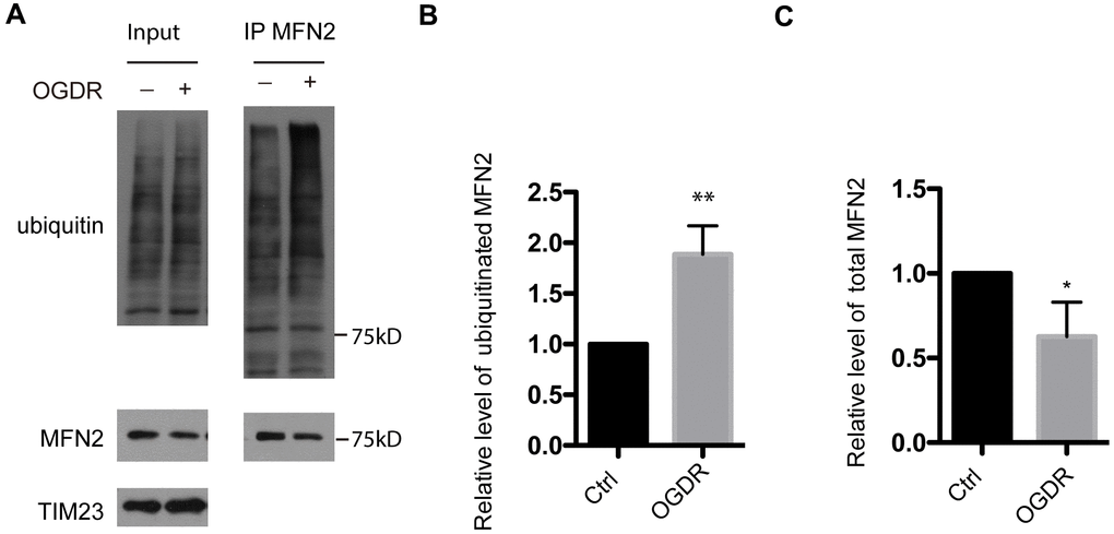 Ubiquitination of MFN2 in the early stage of reperfusion after 4 h OGD. (A) After immunoprecipitation of MFN2, western blot using an antibody against ubiquitin was performed to examine the ubiquitination of MFN2 after 45 min reperfusion following 4 h OGD in SK-N-BE(2) cells. (B) Quantitation (Mean ± SEM) of ubiquitinated MFN2 from three independent experiments. (C) Quantitation (Mean ± SEM) of total MFN2 from three independent experiments. There was a significant increase in the ubiquitination of MFN2 during early reperfusion after 4 h OGD.