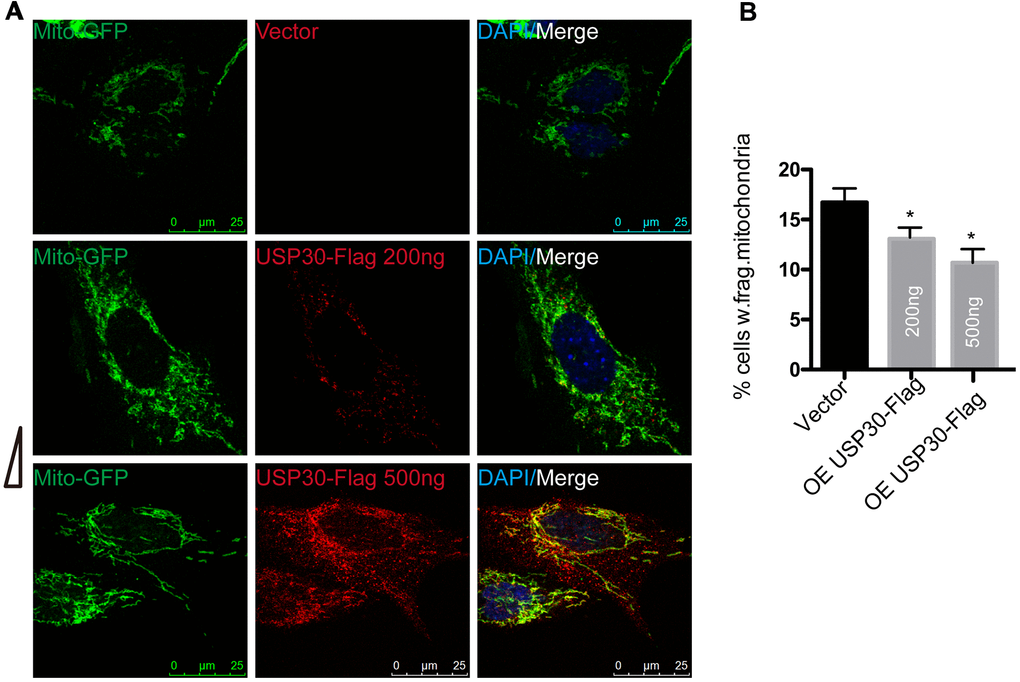 Effect of USP30 overexpression on mitochondrial morphology in SK-N-BE(2) cells exposed to OGDR. SK-N-BE(2) cells were transfected with indicated plasmids. After transfection 36 h, SK-N-BE(2) cells were treated with 4 h OGD plus 4 h reperfusion. (A) Digital photomicrograph under fluorescent illumination showed the morphology of mitochondria by mito-GFP. Mitochondrial fragmentation was evident in SK-N-BE(2) cells after 4 h reperfusion following 4 h OGD. However, USP30(200ng or 500ng) transfection significantly increased the number of SK-N-BE(2) cells with typical tubular and long mitochondria without fragmentation in a dose-dependent manner. (B) Quantitation (Mean ± SEM) of A from three independent experiments. Transfection with USP30(200ng or 500ng) protected against OGDR-induced mitochondrial fragmentation in a dose-dependent manner. OE: over expression.