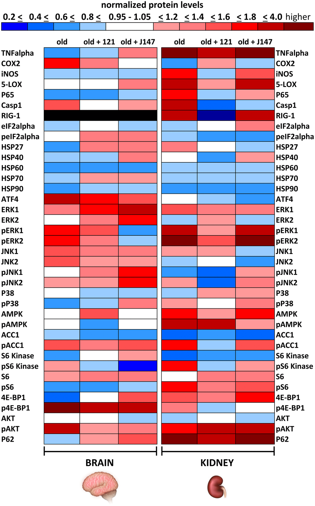 J147 and CMS121 elicit tissue-specific effects in aged SAMP8 brain and kidney. Heatmap of normalized protein levels in brain and kidney of old untreated and old compound-treated SAMP8 mice. Each non-phosphorylated protein was first normalized to beta-actin and then to its level in the same tissue of young mice. Phosphorylated proteins were first normalized to the total amount of the same non-phosphorylated protein and then to its level in young mice. Blue represents decreased protein levels, red represents increased protein levels, and white represents no change in protein level when compared to young mice. RIG-1 expression was not detectable in brain tissue (black). Mean data are presented (n = 4-6/group).