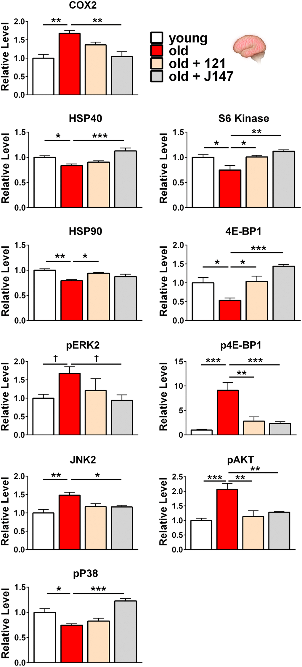 J147 and CMS121 reverse age-associated protein level alterations in the brain involved in inflammation, proteostasis, and the MAPK and mTOR pathways. Bar graphs of brain protein levels in young, old untreated, and old compound-treated SAMP8 mice. Data are presented as mean ± SEM (n = 4-5/group). Results were compared by one-way ANOVA, followed by Turkey’s multiple comparison test. Cross symbols represent significance when comparing 3 groups in ANOVA, excluding the unmarked treatment group from the analysis.