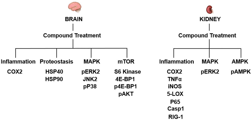 The molecular pathways targeted by J147 and CMS121 are distinct between the brain and kidney. Summary of proteins with significantly altered levels with age that were corrected by compound treatment. Proteins are listed under their respective subcategory.