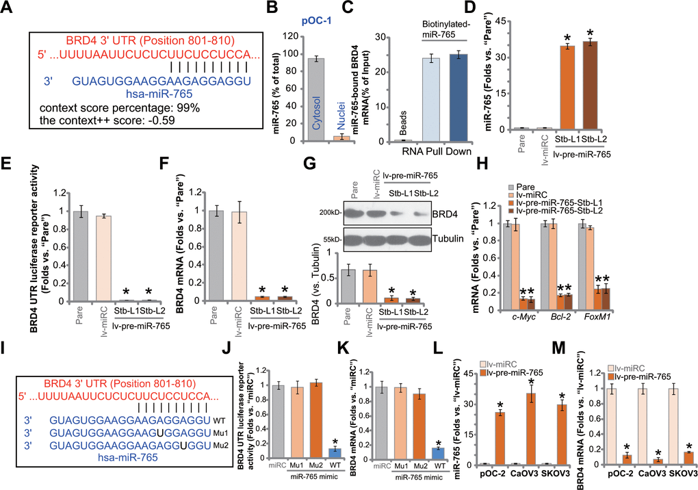 miR-765 associates with and silences BRD4 in ovarian cancer cells. MicroRNA-765 (miR-765) putatively binds to BRD4 3'-UTR (untranslated region) at position 801-810. (A) Subcellular expression (in cytosol and nuclear fractions) of endogenous miR-765 in pOC-1 primary ovarian cancer cells. (B) RNA pull-down assay results suggested directing binding between biotinylated-miR-765 and BRD4 mRNA in pOC-1 cells (C); the primary ovarian cancer cells (pOC-1 and pOC-2) (D–H) or the established cell lines (CaOV3 and SKOV3) (L, M) were transduced with the lentiviral construct encoding pre-miR-765 sequence (lv-pre-miR-765) or scramble non-sense miRNA (lv-miRC). After selection by puromycin stable cells were established, expression of miR-765 and listed genes was tested by qPCR and Western blotting assays (D, F–H, L, M), and results quantified; the BRD4 3’-UTR luciferase reporter activity was tested as well (E). The pOC-1 cells were transfected with the wild-type (WT) or the mutant miR-765 mimic (sequences listed in I), at 500 nM each for 36h, the relative BRD4 UTR luciferase reporter activity (J) and BRD4 mRNA expression (K) were shown. “Pare” stands for the parental control cells. “miRC” stands for microRNA control mimic. For each assay, n=5 (five replicate well/dishes). Data were presented as mean ± standard deviation (SD). * p 