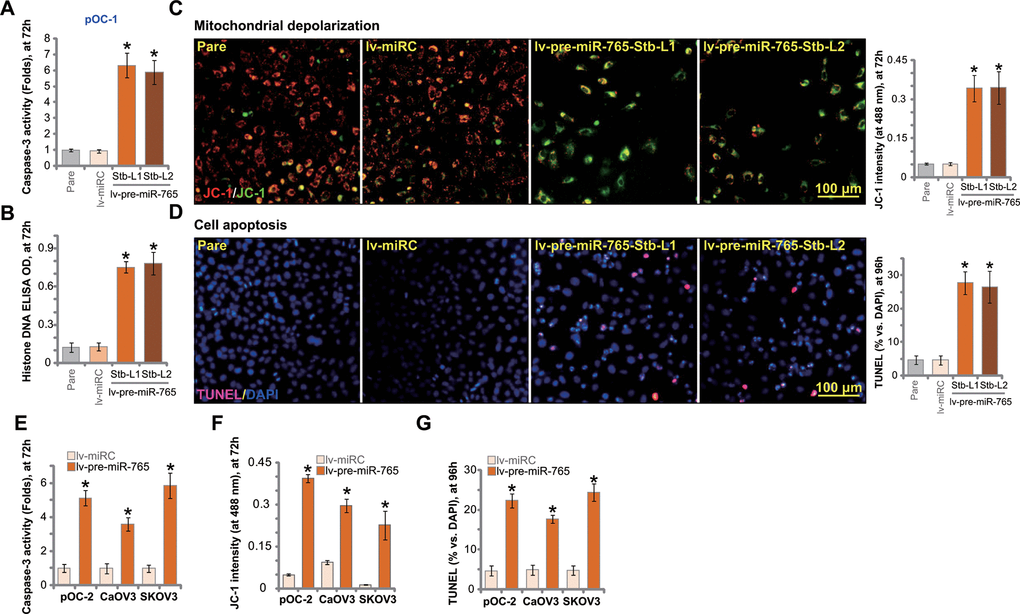 Ectopic overexpression of miR-765 induces apoptosis activation in ovarian cancer cells. Primary ovarian cancer cells (pOC-1 and pOC-2) (A–F) or established cell lines (CaOV3 and SKOV3) (E–G) were transduced with the lentiviral construct encoding pre-miR-765 sequence (lv-pre-miR-765) or scramble non-sense miRNA (lv-miRC). After selection by puromycin stable cells were established. Cells were further cultured for applied time periods, caspase-3 activation (A, E). Histone-bound DNA contents (ELISA assays, B) and mitochondrial depolarization (by measuring JC-1 green monomer intensity, C, F) were tested. Cell apoptosis was tested by TUNEL-nuclei staining assay (D, G). “Pare” stands for the parental control cells. For each assay, n=5 (five replicate well/dishes). Data were presented as mean ± standard deviation (SD). * p C, D).