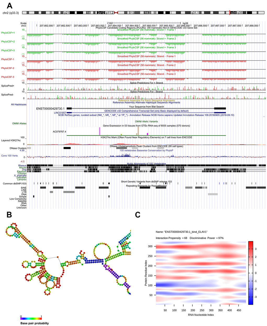 Bioinformatics analysis of ENST00000429730.1. (A) chromosome location of ENST00000429730.1; (B) optimal secondary structure for ENST00000429730.1; (C) interaction between ENST00000429730.1 and ELAV1.