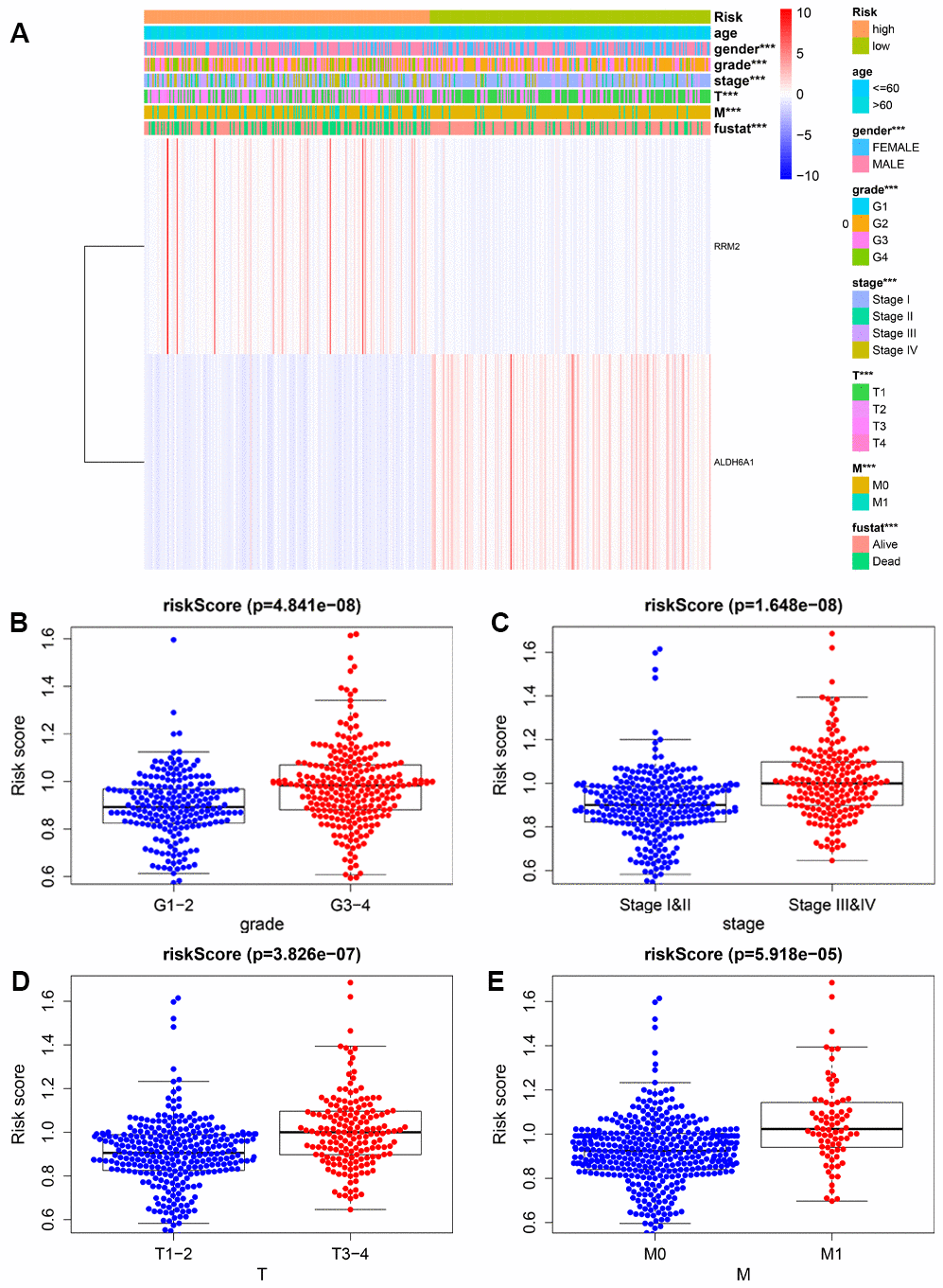 Relationship between risk scores and clinicopathological features. (A) Heatmap showing the distribution of clinical parameters and the expression of the two signature genes between the low- and high-risk groups. *** P B), AJCC stage (C), T stage (D), and M stage (E).