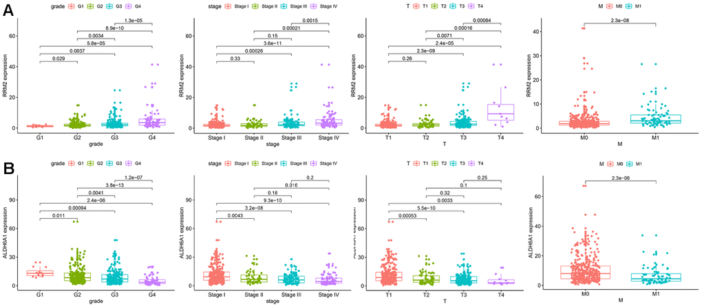 Correlation between the expression of each signature gene and clinical parameters. (A) RRM2. (B) ALDH6A1.