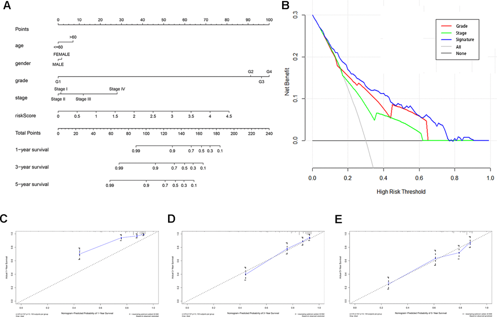 Construction and validation of a predictive nomogram. (A) Nomogram for predicting 1-, 3-, and 5-year OS of KIRC patients in the TCGA cohort. (B) DCA showing that the nomogram confers higher net benefit to predict OS when the threshold probability is larger than 3%. (C–E) Calibration curves indicating the performance of the nomogram in predicting 1-, 3- and 5-year OS compared to an ideal model.